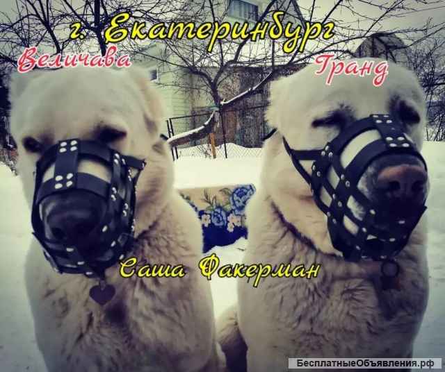 Намордники для крупных собак на заказ