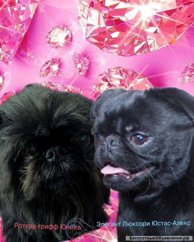 Гриффон. Июль 2023. Питомник Хрустальная мечта