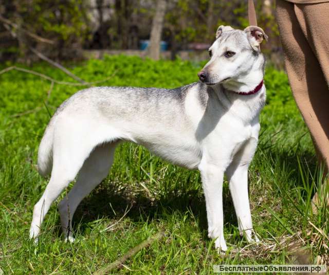 Северная красавица Луна в добрые руки