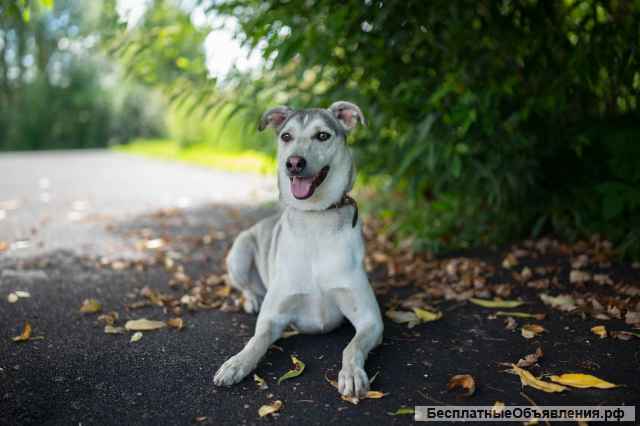 Северная красавица Луна в добрые руки