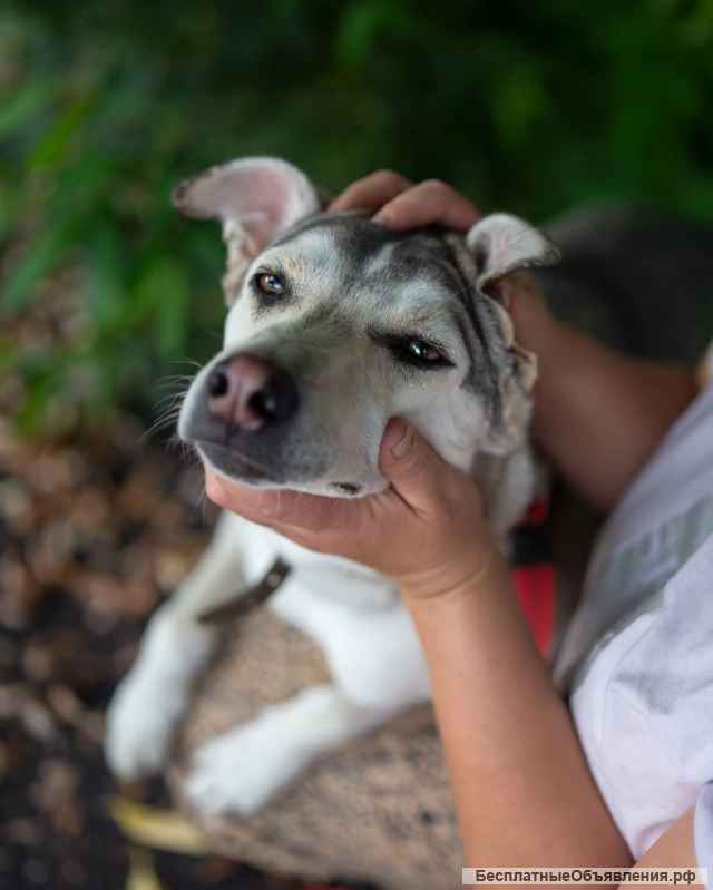 Северная красавица Луна в добрые руки
