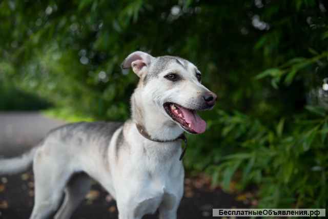 Северная красавица Луна в добрые руки