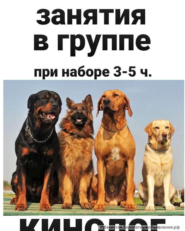 Услуги кинолога