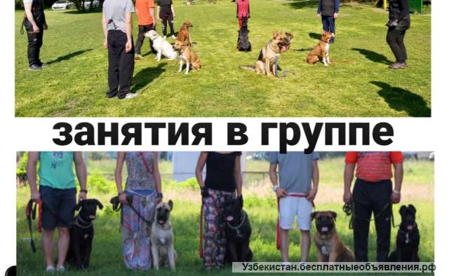 Услуги кинолога