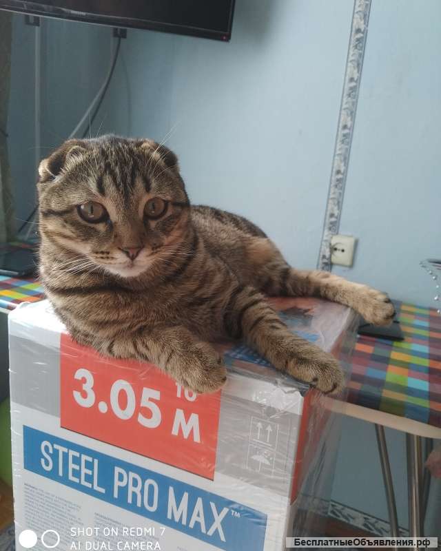 Шотландский Вислоухий котик