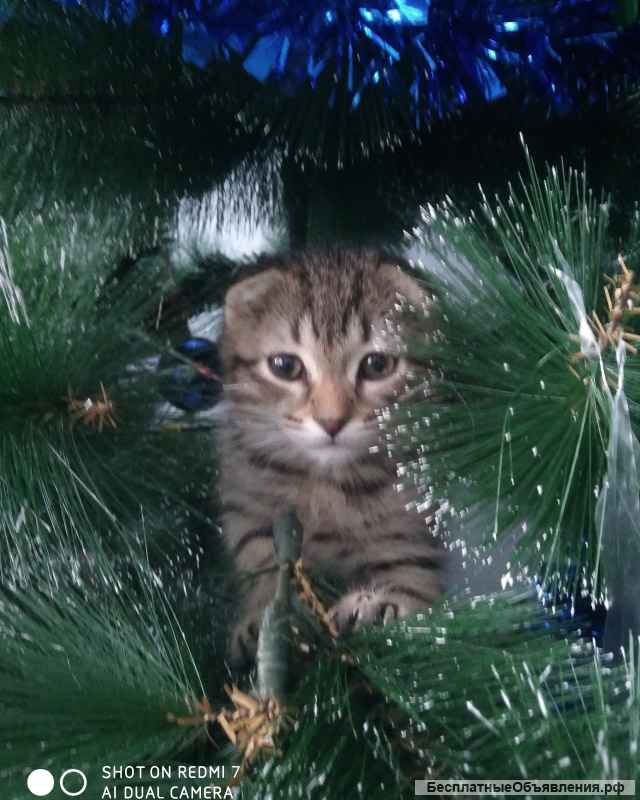 Шотландский Вислоухий котик