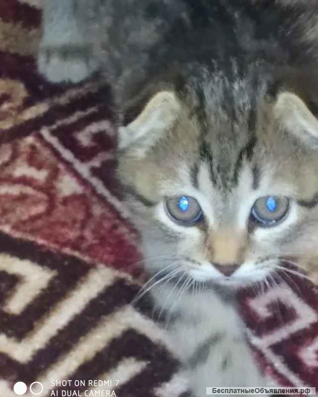 Шотландский Вислоухий котик