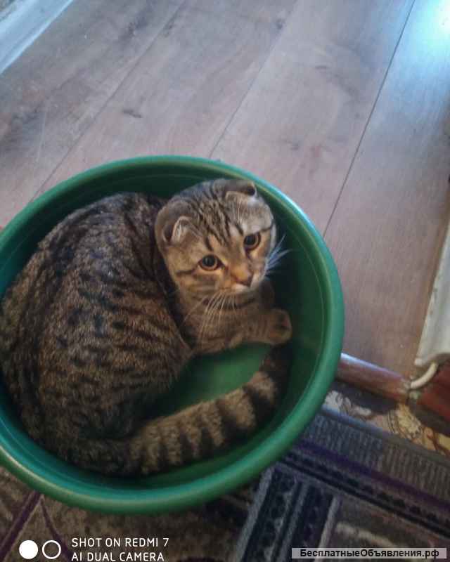 Шотландский Вислоухий котик