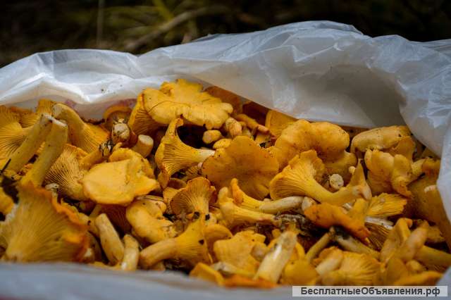 Куплю грибы. Принимаю грибы. Приемка грибов во Владимире