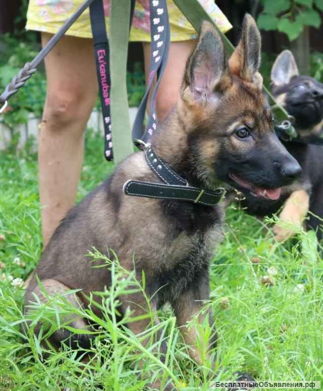Зонарно-серые щенки немецкой овчарки