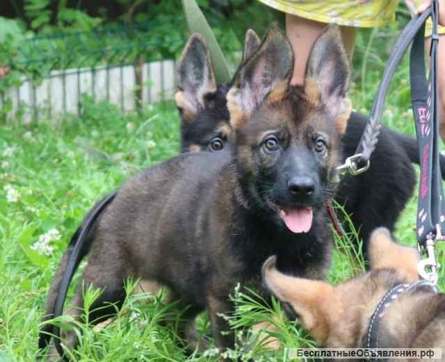 Зонарно-серые щенки немецкой овчарки