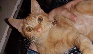 Отдам в хорошие руки