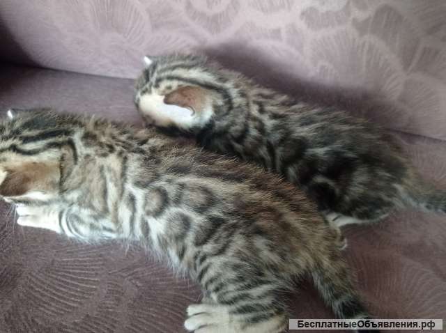 Бенгальские котята