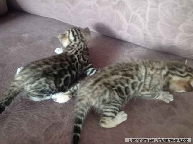 Бенгальские котята