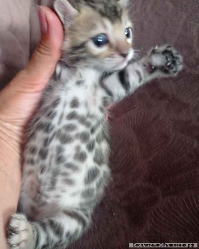 Бенгальские котята