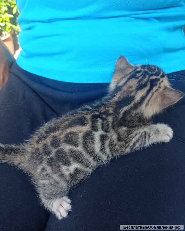 Бенгальские котята