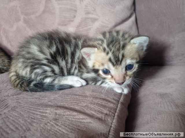 Бенгальские котята