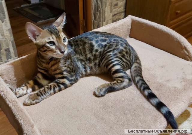 Эффектный восточный котик