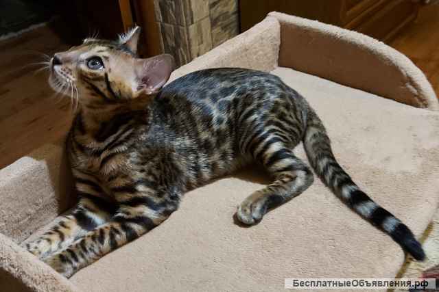 Эффектный восточный котик