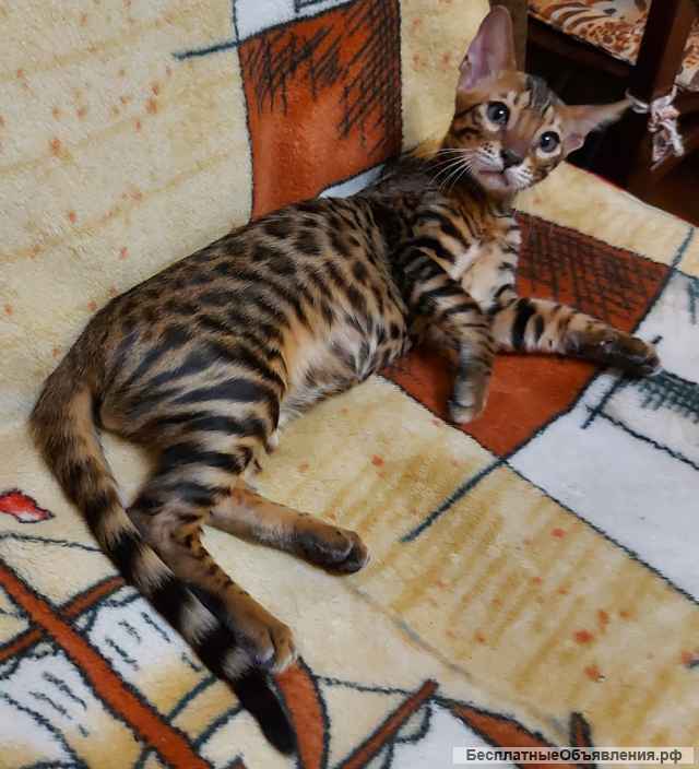 Эффектный восточный котик