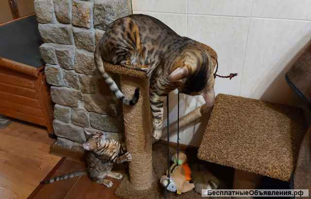 Эффектный восточный котик