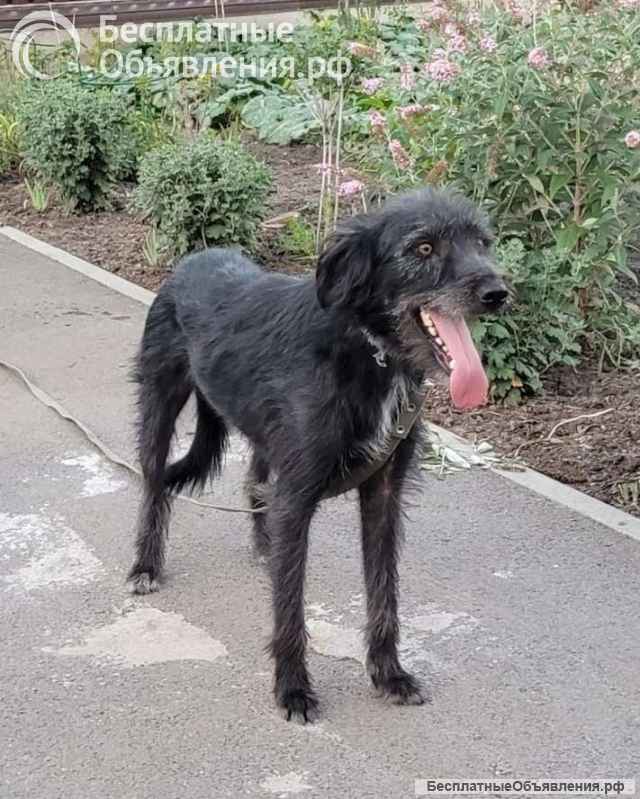 Ася ищет дом