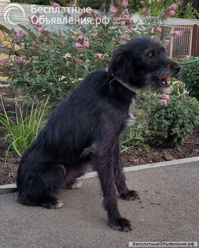 Ася ищет дом