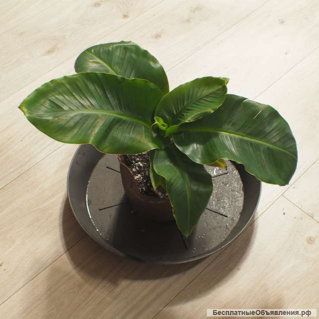 Саженцы банана киевский карлик, Musa dwarf cavendish