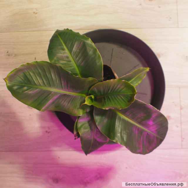 Саженцы банана киевский карлик, Musa dwarf cavendish