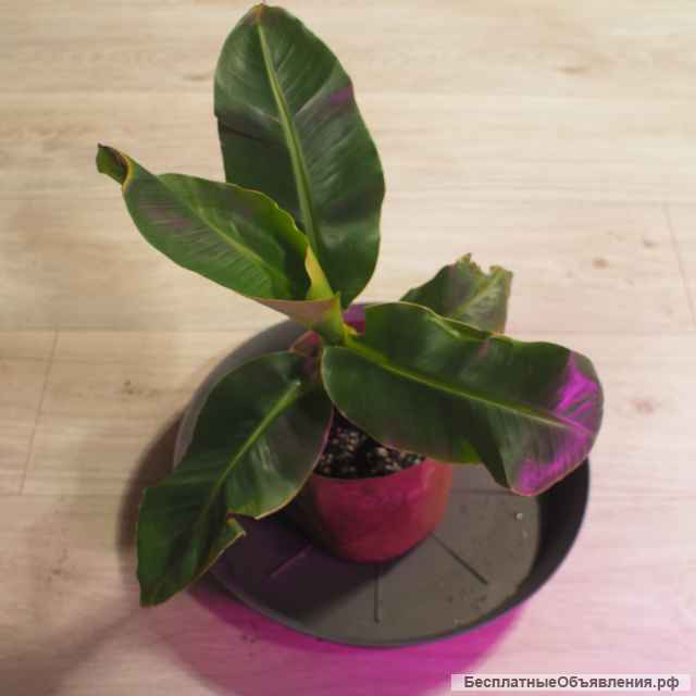 Саженцы банана киевский карлик, Musa dwarf cavendish