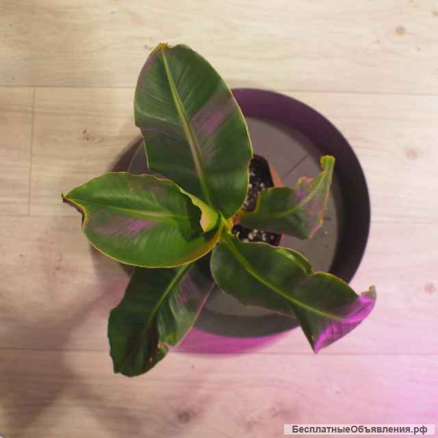 Саженцы банана киевский карлик, Musa dwarf cavendish