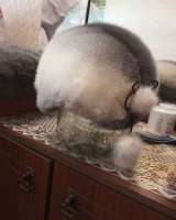 Шуба, шапки, шаль