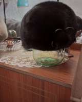 Шуба, шапки, шаль