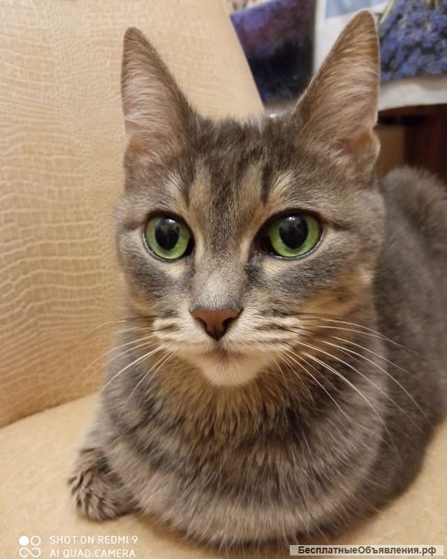 Кошка Фрося