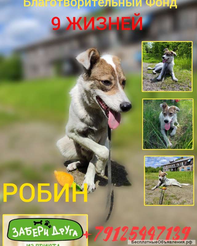 Щенок в добрые руки