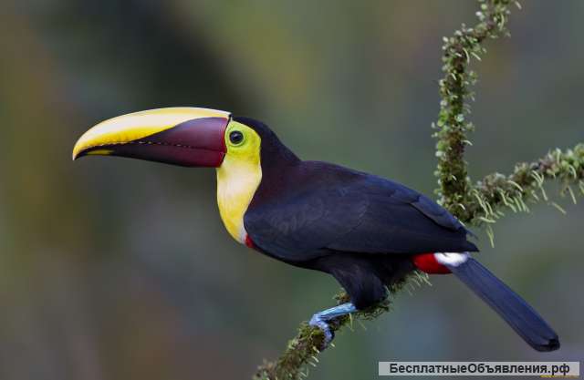 Туканы разных видов