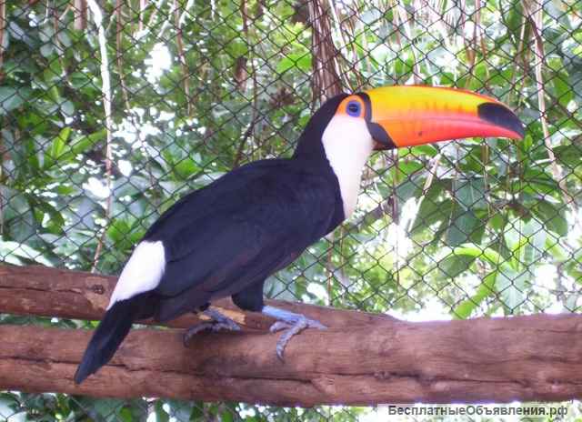Туканы разных видов