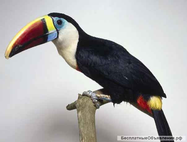 Туканы разных видов