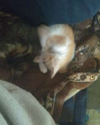 Прикольные и веселые котята