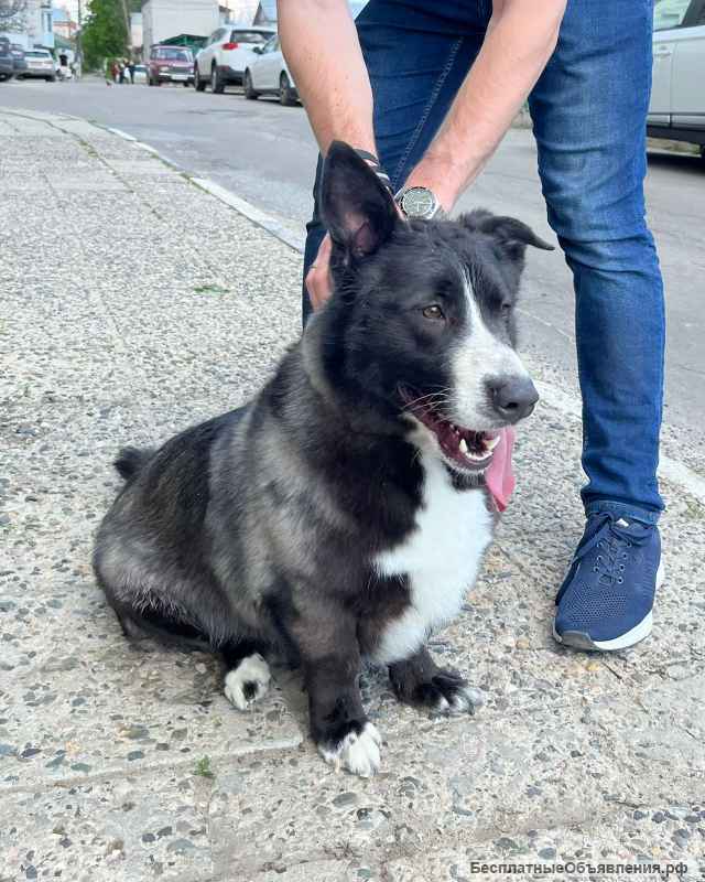 Необыкновенный Сириус в поисках дома