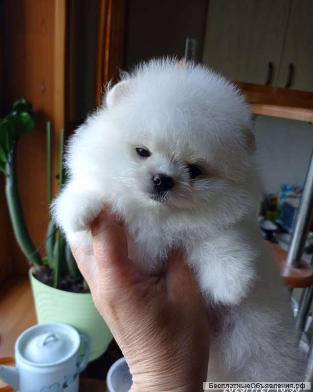 Белые качественные померанские шпицы с документами РКФ