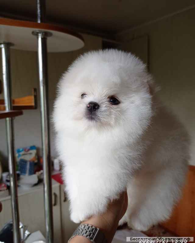 Белые качественные померанские шпицы с документами РКФ