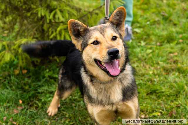 Алтай, 3 года. в добрые руки