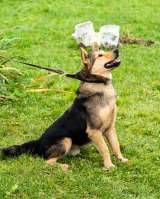 Алтай, 3 года. в добрые руки