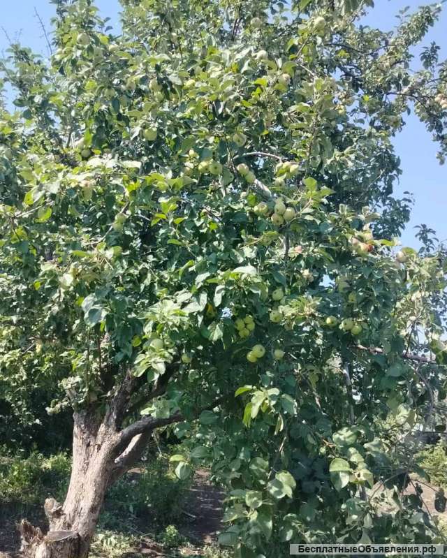 Дачный участок