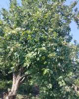 Дачный участок