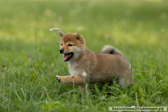 Щенок сиба ину