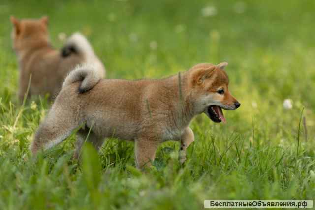 Щенок сиба ину