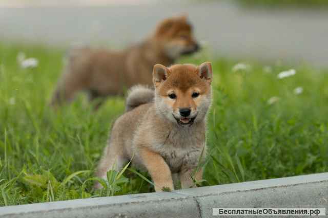 Щенок сиба ину