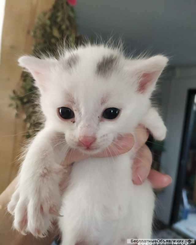 Красивые котята в добрые руки